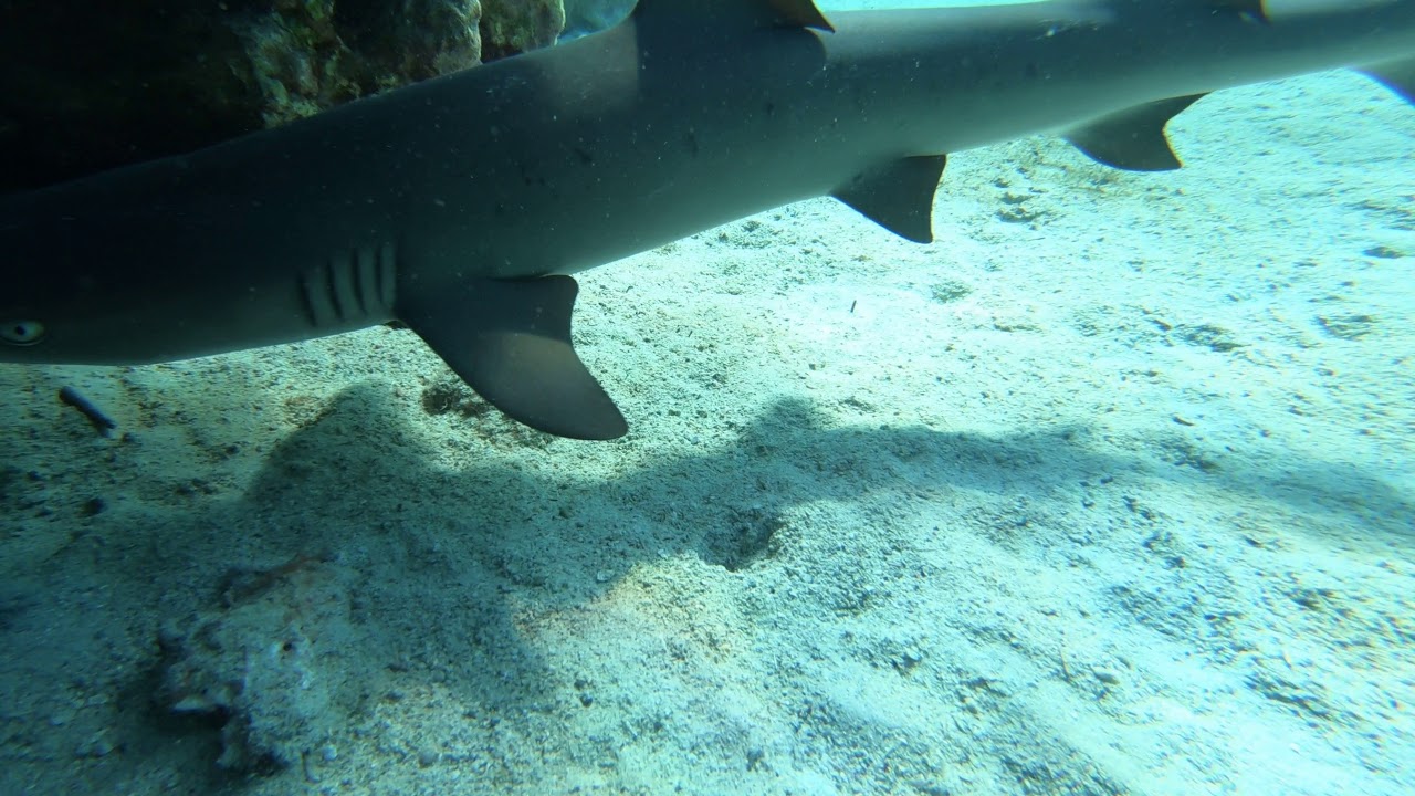 SHARK! Shark with us at Kealakekua Bay - YouTube