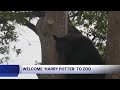 Harry Potter the bear finds a friend at Menominee Park Zoo