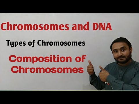 Chromosomes and DNA | Types of Chromosomes | Composition of Chromosomes | Class 12 Biology