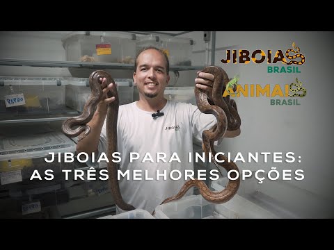 Jiboias para iniciantes: as três melhores opções