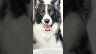 This trend… but different 🙃 #realism #watercolour #art #dogs #petportrait