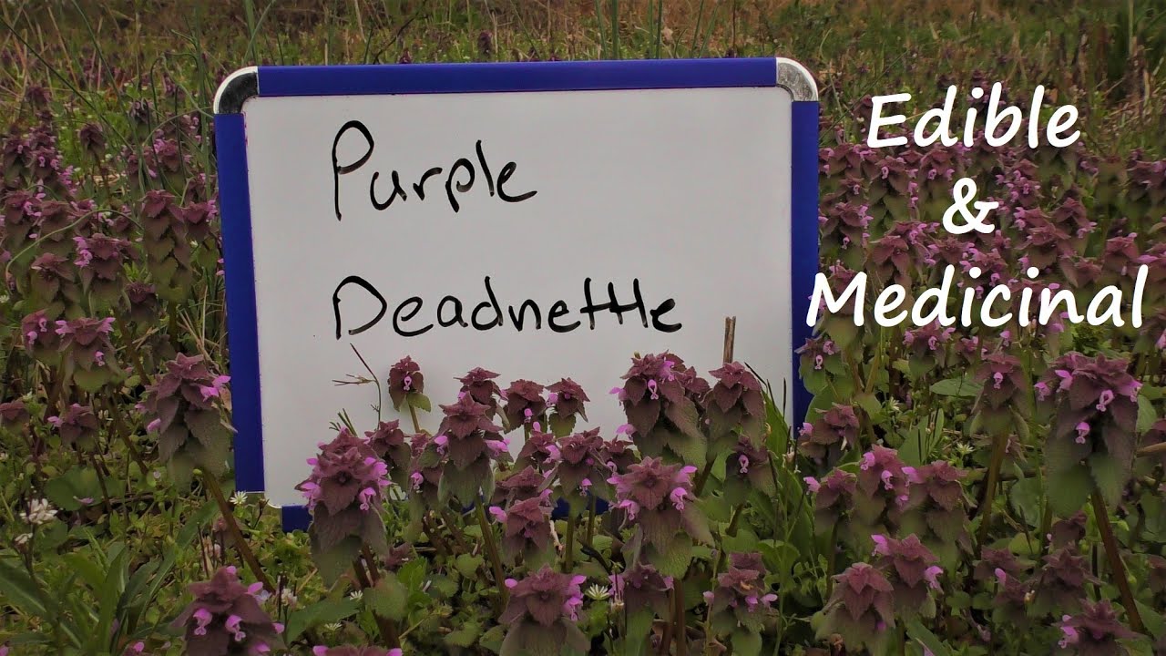 Purple Deadnettle ~ Edible & Medicinal Plants