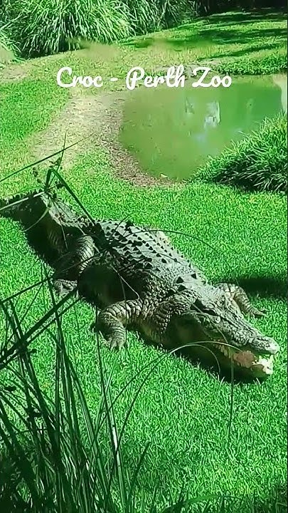 croc-perth-zoo-estuarine-crocodile-world-s-largest-living-reptile