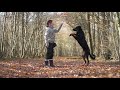 Orion, Beauceron Tricks [1,5 years]