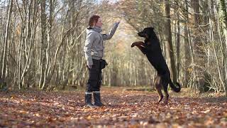 Orion, Beauceron Tricks [1,5 years] by Juliette Roux-Merveille 64,801 views 4 years ago 2 minutes, 43 seconds