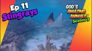 Stingrays are the Graceful Giants of the Sea - Amazing Facts for Kids (S3 Ep11)