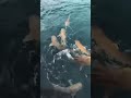 Baby shark  feeding time  maldives babyshark marinelife indianocean