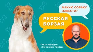 РУССКАЯ ПСОВАЯ БОРЗАЯ  ВСЕ О ПОРОДЕ / Обзор породы от кинолога Григория Манева