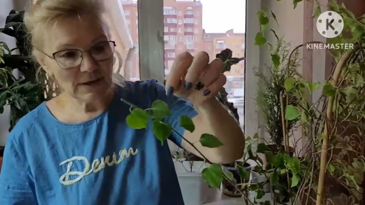 БУГЕНВИЛЛИЯ, пришло время черенковать! Опыт и советы от Надежды и Ани