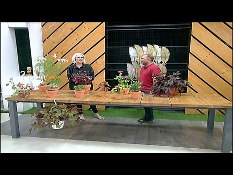فيديو: النباتات المزهرة في الأماكن الرطبة