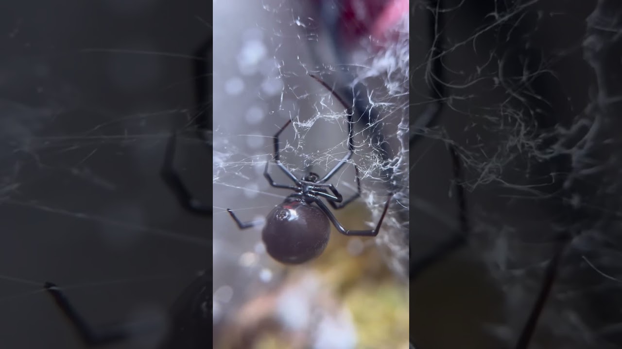 Black widow feeding 