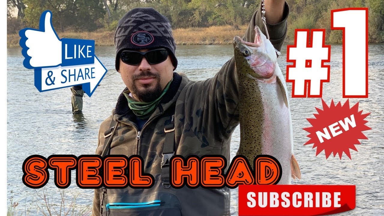 Steelhead fishing in Oroville Ca on the feather river . Under water footage  of a steelhead 