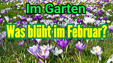 Welche Blumen im Februar März?