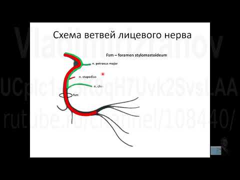 Лицевой нерв. Анимированная схема ветвей. Запись 2022 09 21 10 19 02