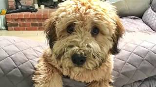 6mo Soft Coated Wheaten Terrier Remy~ Best Terrier Trainers Phoenix