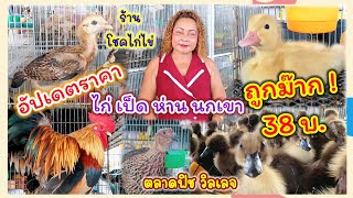 อัปเดตราคา ไก่ เป็ด ห่าน นกเขา ถูกมาก 38 บ.ร้านโชคไก่ไข่ ตลาดฟิช วิลเลจ