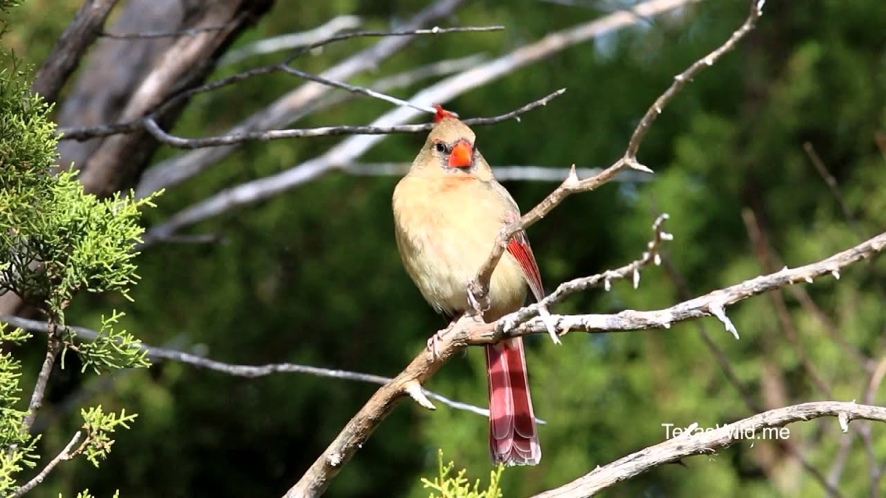 West Texas Wild with Dr. Ray Matlack