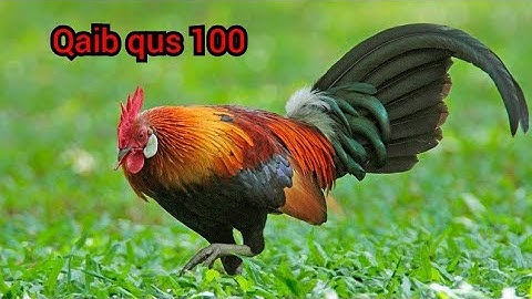 tiếng gà trống ( red jungle fowl 100% ) suab Lau qaib qus qua zoo heev dib tuaj zoo 2022