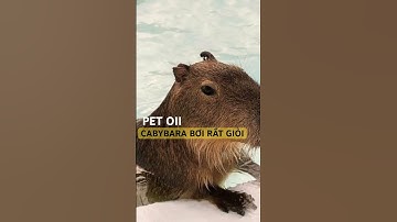 Capybara bơi rất giỏi - Theo dõi Petoii để khám phá những điều thú vị về thế giới thú cưng