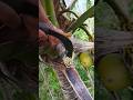 Cutting Coconut flower to maintain the Coconut wine dripping 🌴🥥🍷#coconuttree #wine #cutting #tree