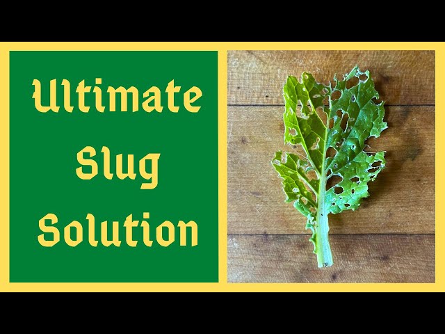Worlds Greatest Organic Slug Control Solution - Effective Also For Aphids and Cabbage Worms And More class=