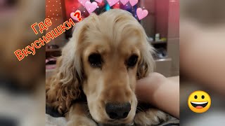 Соняшка Пробует Вкусняшки 🐕♥️