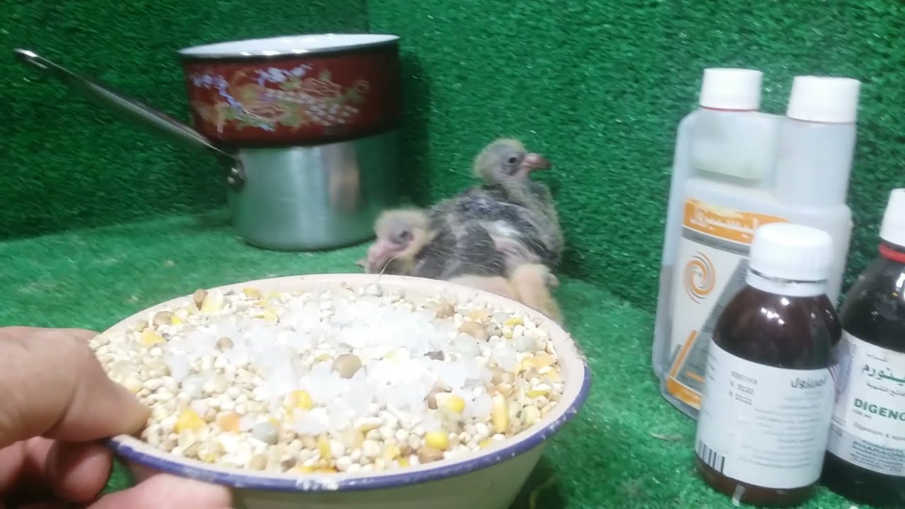 الزغاليل لاتهضم الطعام بتموت  وهى صغيرة الحل اعشاب رخيصة