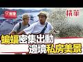 兩千萬隻蝙蝠準時出洞歷時兩小時 邊境私房美景首度曝光【週一愛玩客】自由發揮精華｜20130114