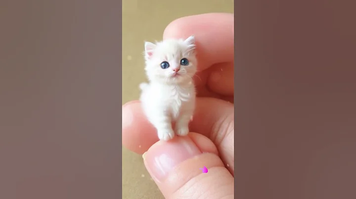 Video 4938471: british shorthair kittens, munchkin kitten, himalayan kitten, persian kitten, kitten pets animals cute, calico kitten, kitten cream, kitten playing