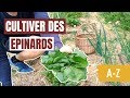 Tuto jardin  comment cultiver des pinards az