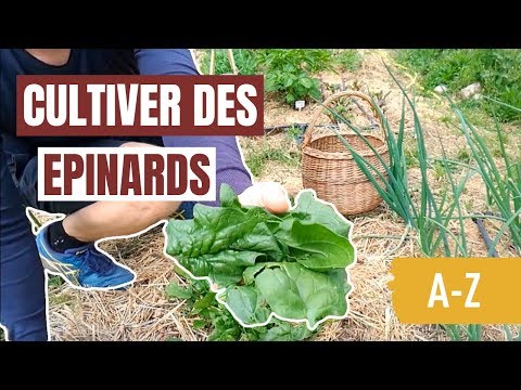 Vidéo: Comment planter des épinards – En savoir plus sur la culture des épinards dans le jardin