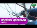 Правила и техника обрезки плодовых деревьев. Часть 6.