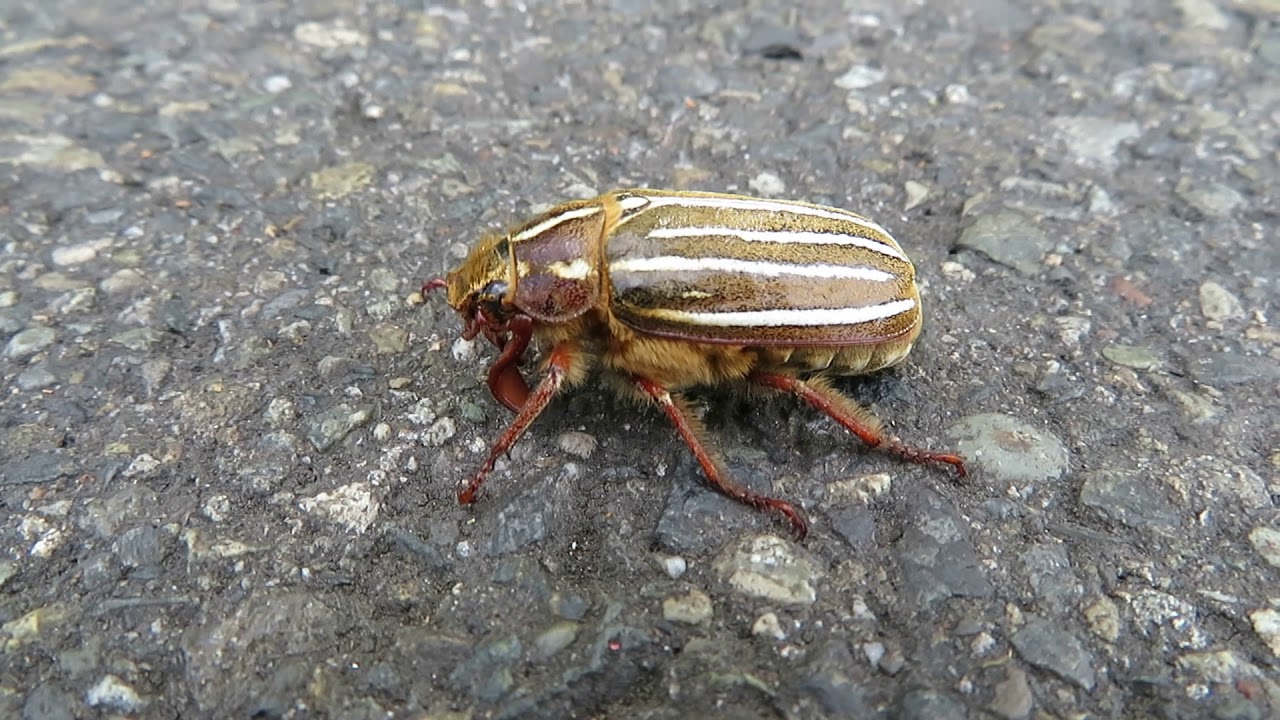 cool large striped beetle burgandy legs feelers tan body white brown stripes MVI 4032