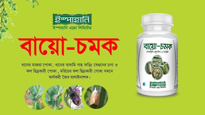 hCG homiladorlik testi