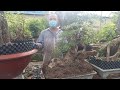 S.364 - Huy Bonsai (sdt:0934938011) Vườn em bị mất trộm rồi anh chị, cần thanh lý nhanh cây