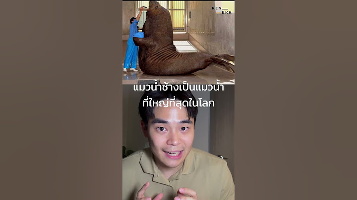 แมวนํ้าหลงทาง? #kenbkk #kenchanon