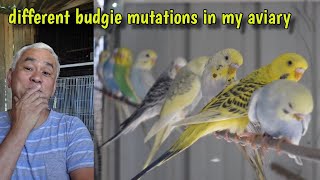 DIFFERENT BUDGIE MUTATIONS in my aviary