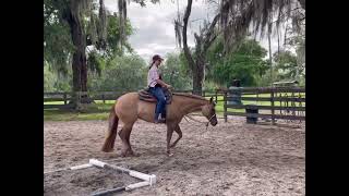 Made Ya Talk  2020 AQHA Mare