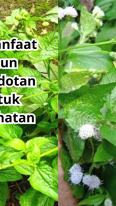 14 Manfaat Daun Babadotan untuk Kesehatan #fakta #indonesia #motivasi