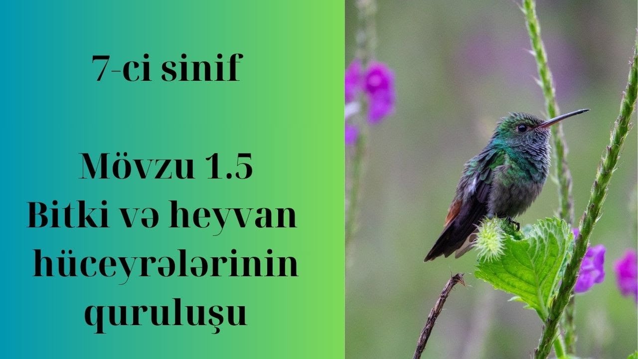 Bitki və heyvan hüceyrəsinin quruluşu (ev tapşırıqlarının izahı ilə) #biologiya #miqbiologiya #dərs