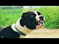 End l Gard l Pitbull l Dogs l latest video l 2019