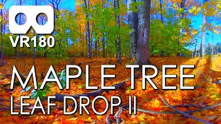 Maple Tree Leaf Drop II: The Annual Autumn Spectacle Of Maple Leaves Falling