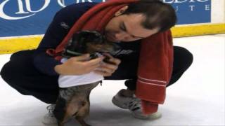 stampede wiener dog race commercial
