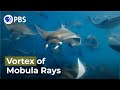 Mobula Rays "Vortex Feeding" Caught on Camera