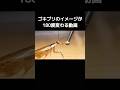 ゴキブリのイメージが180度変わる可愛い行動