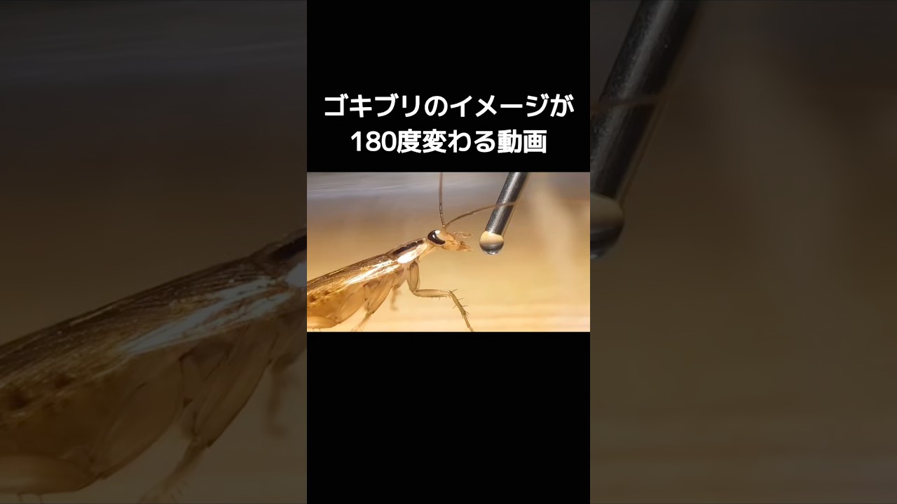 ゴキブリのイメージが180度変わる可愛い行動