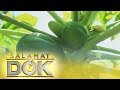 Salamat Dok: Health benefits of Papaya