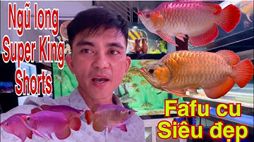Nhiều Siêu Phẩm | Cá Rồng | Super King shorts | Fafu Long | Siêu Đẹp | Truyền Trần
