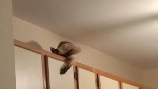 Siamese cats are intelligent and mischievous by Foxden 3,481 views 5 years ago 1 minute, 39 seconds