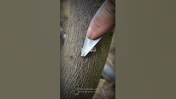 ايات من//سورة النحل//